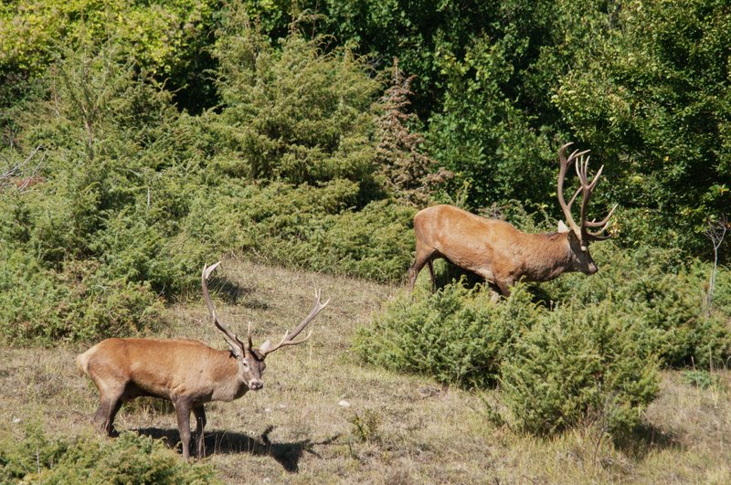 Un''arena molto contesa